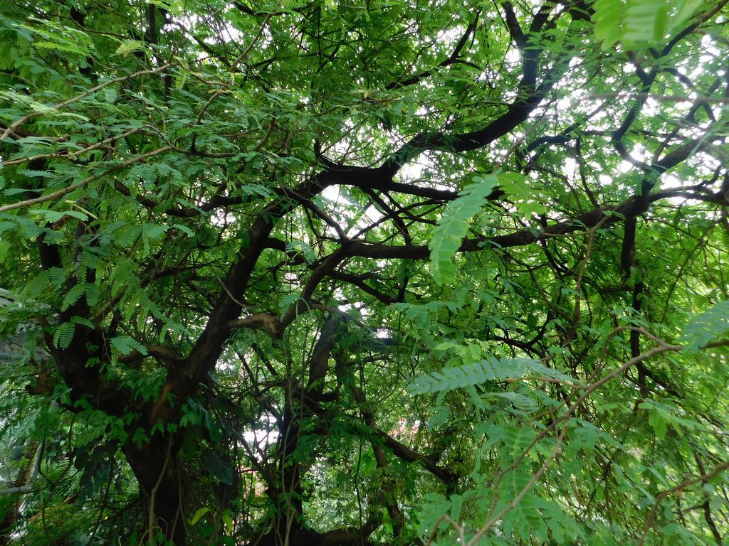 Green Woods Bethlehem Kochi 外观 照片
